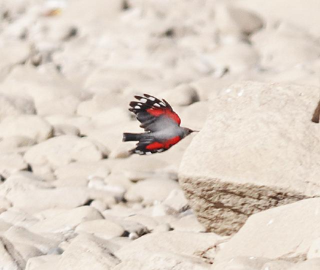 wallcreeper flying